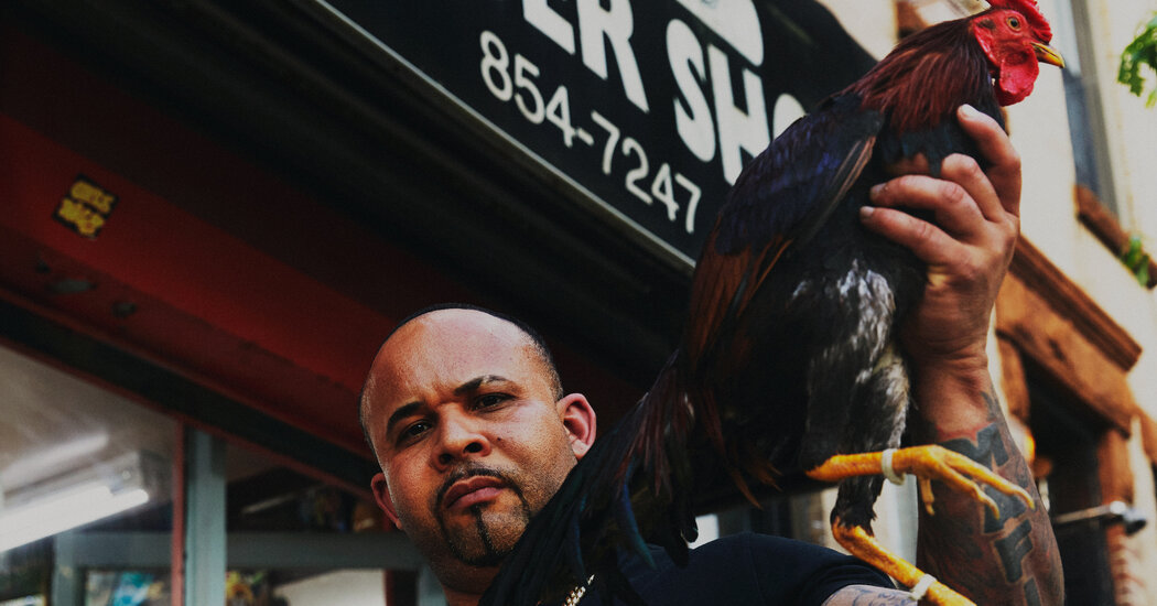 You’ve Seen a Bodega Cat. How About a Barber Shop Rooster?