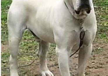 Find Best White Boerboel Dog From Atomic Boerboels