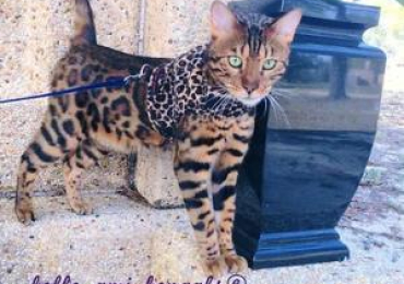 Choose Belli Amme Bengals For Kittens For Sale In Florida (Kenner LA 70065, USA, Louisiana, USA)