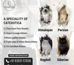 Best Cat in Bangalore| Himalayan Cats for Sale (Bangalore, India, Other Countries)