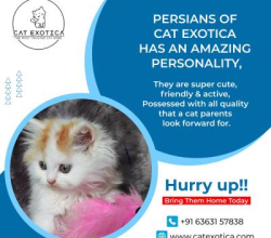 Persian Cat in Bangalore | Persian Kittens for Sale in Bangalore (Bangalore, India, Other Countries)